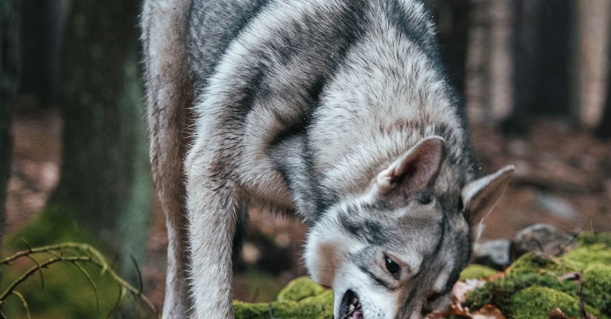 Lenox Nativity Set: Timeless Blessing Unveiled in Exquisite Beauty